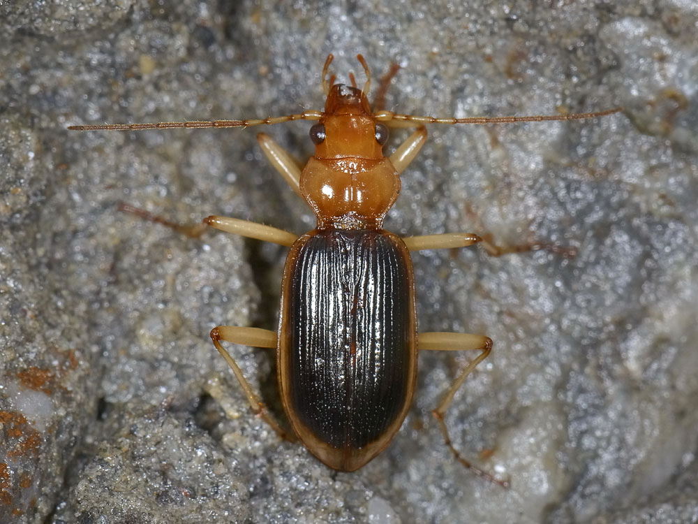 Nebria psammodes della Dora Riparia